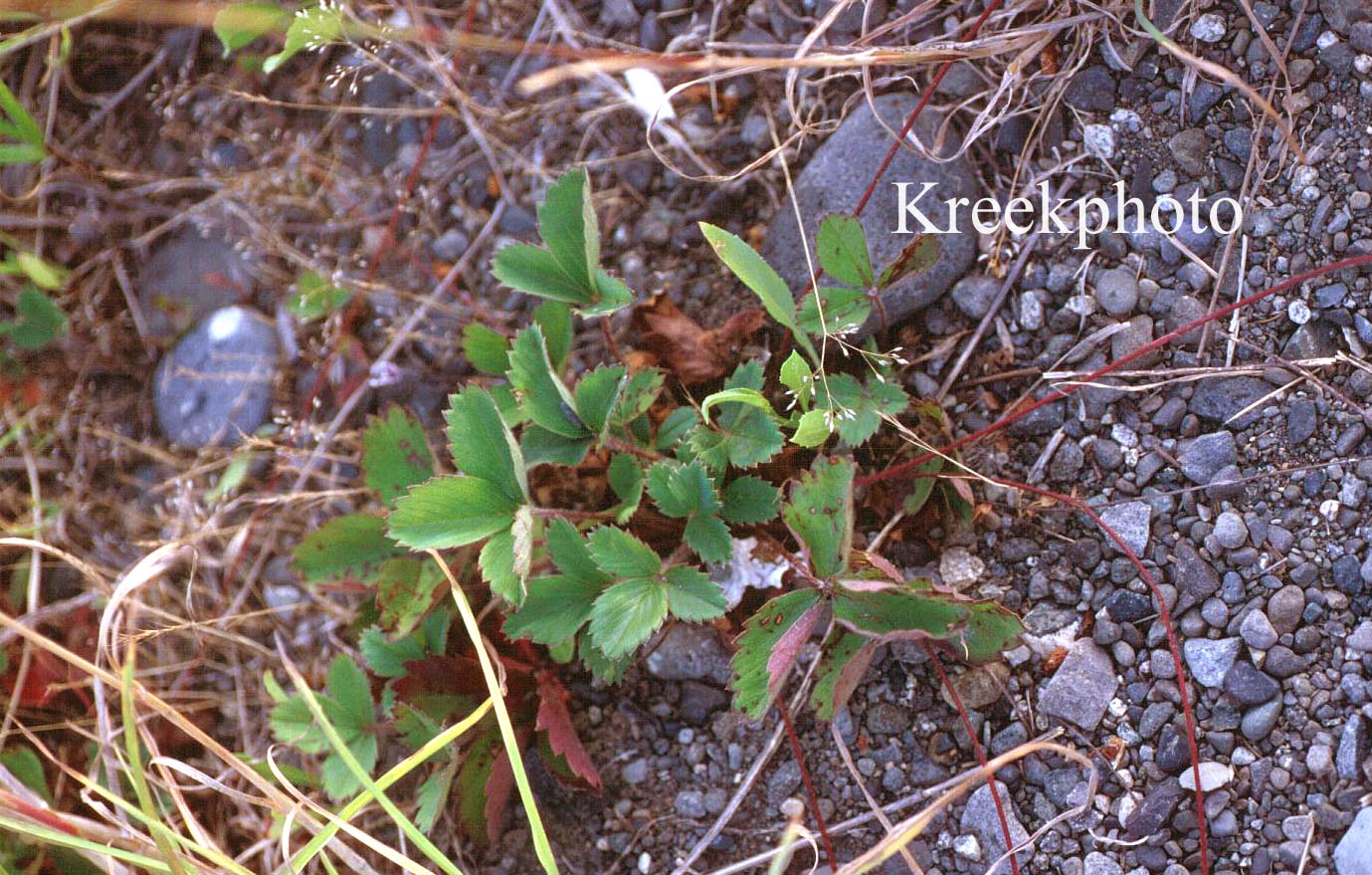 Fragaria chiloensis (90672)