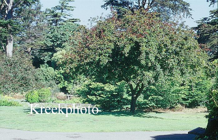 Malus 'Profusion' (91725)