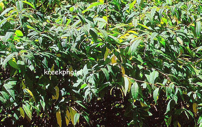 Prinsepia sinensis (91730)