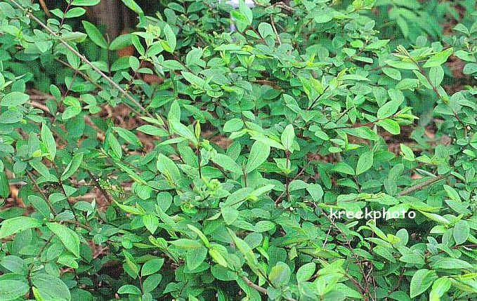 Ligustrum tschonoskii (91808)