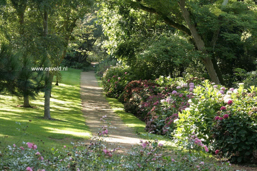 Hydrangea macrophylla
