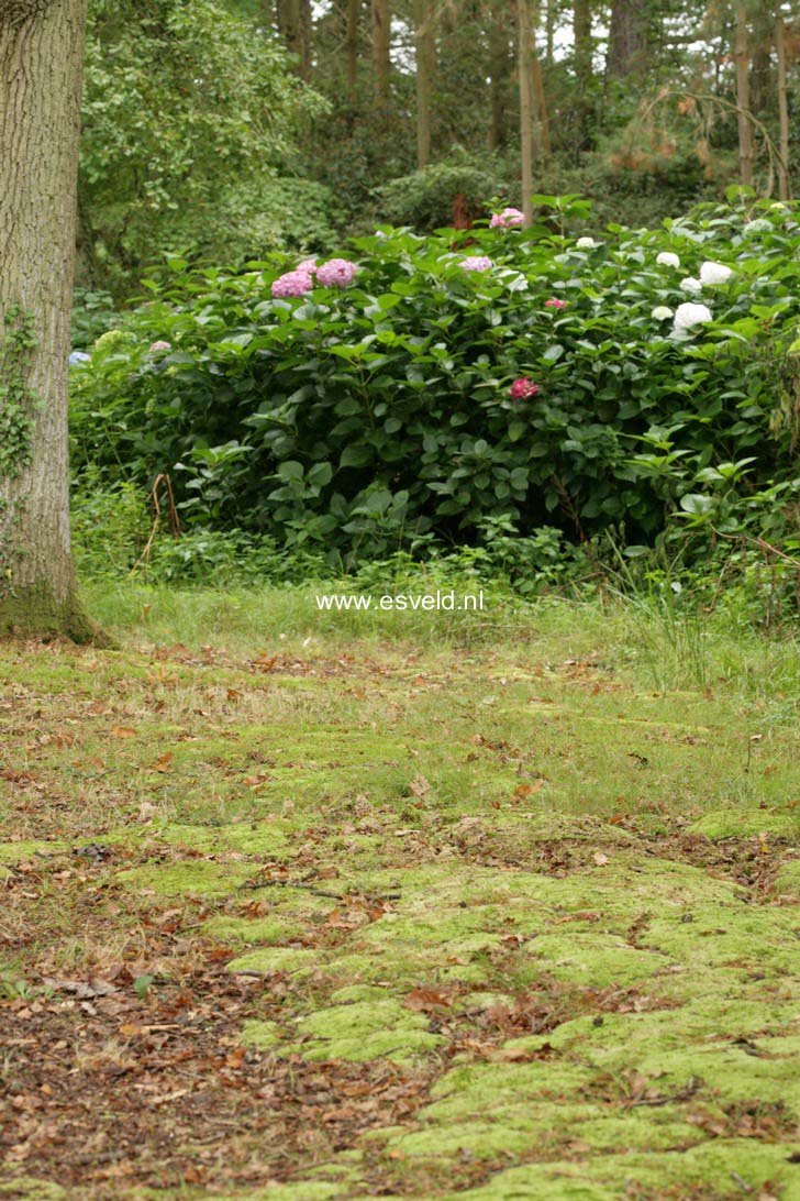 Hydrangea macrophylla