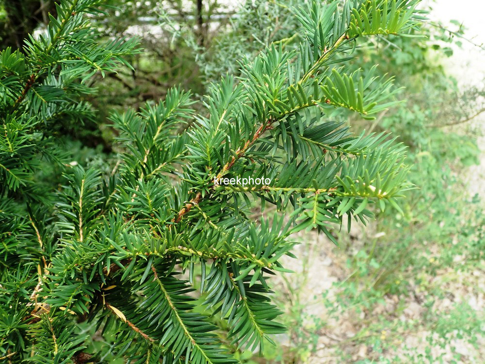 Taxus baccata