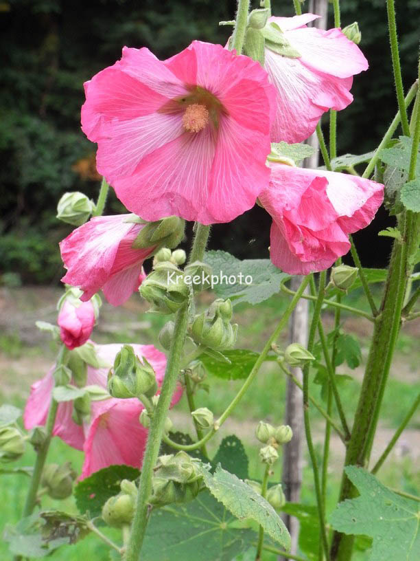 Alcea rosea 'Pleniflora' rose