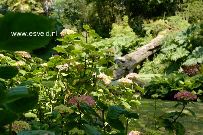 Hydrangea macrophylla