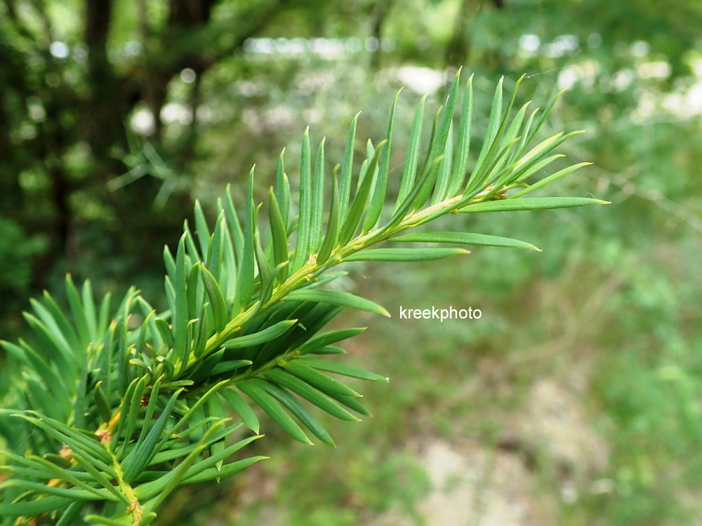 Taxus baccata