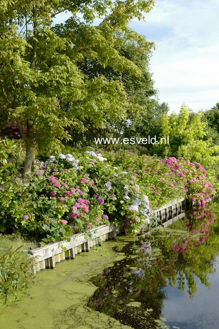 Hydrangea macrophylla