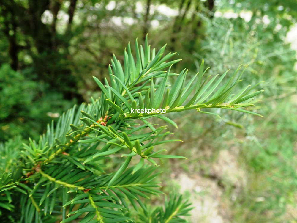 Taxus baccata