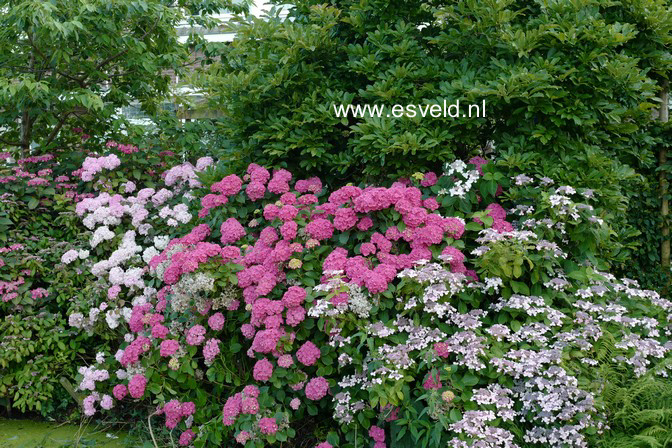 Hydrangea macrophylla
