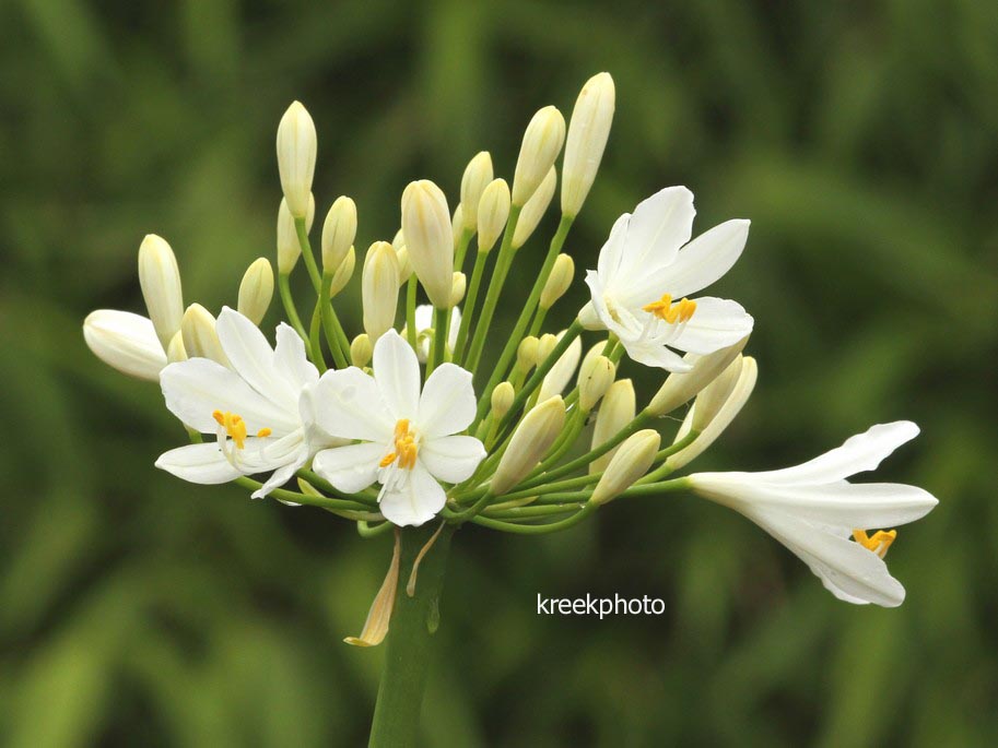 Agapanthus 'Glacier Stream'