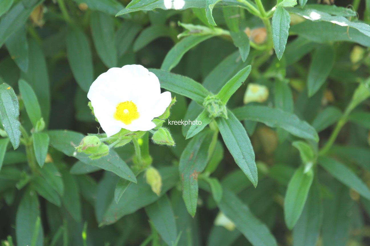Cistus oblongifolius (96704)