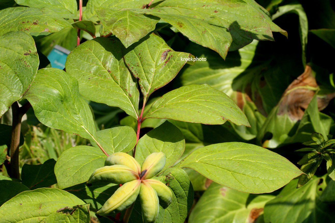 Paeonia obovata (96825)