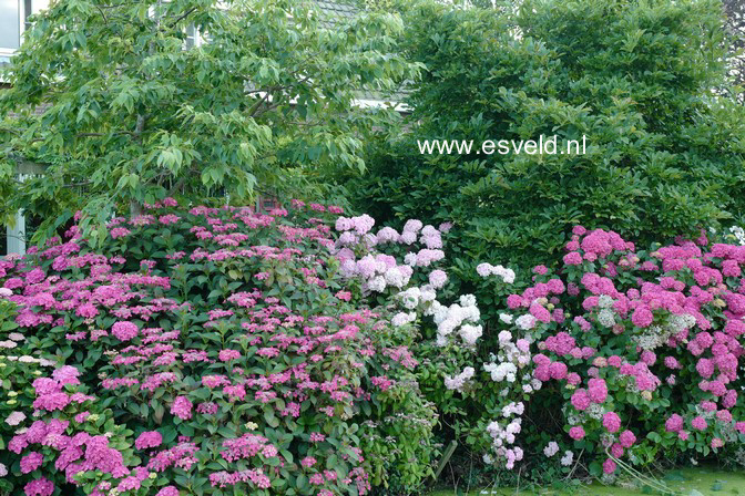 Hydrangea macrophylla