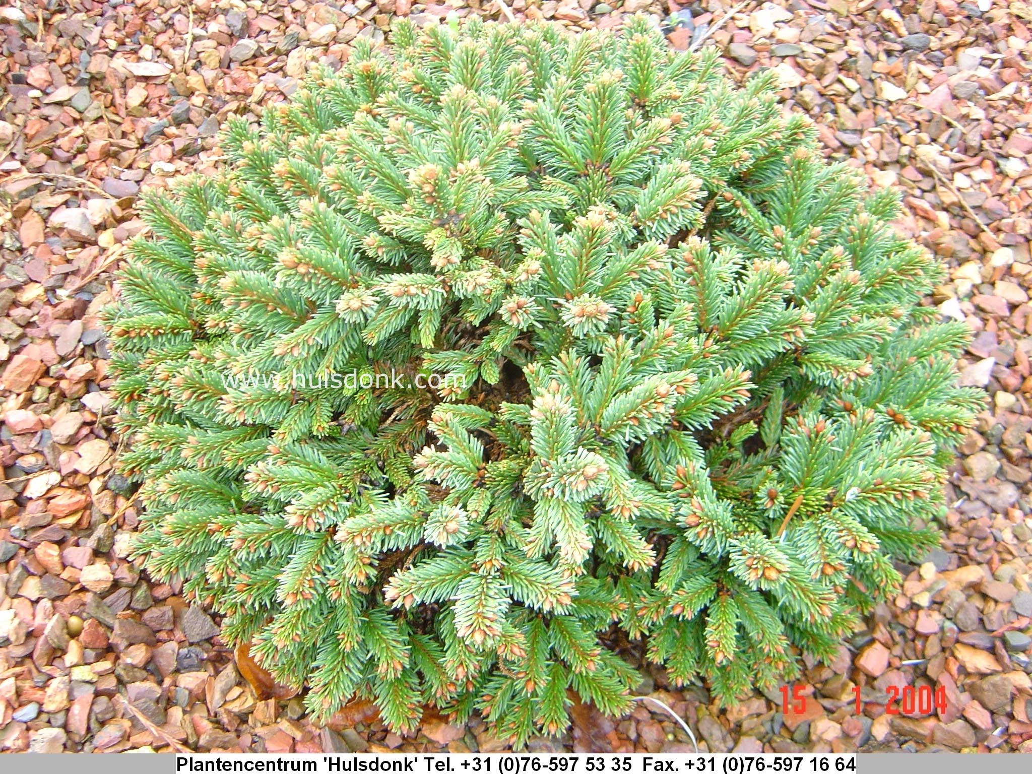 Picea abies 'Rothenhaus'