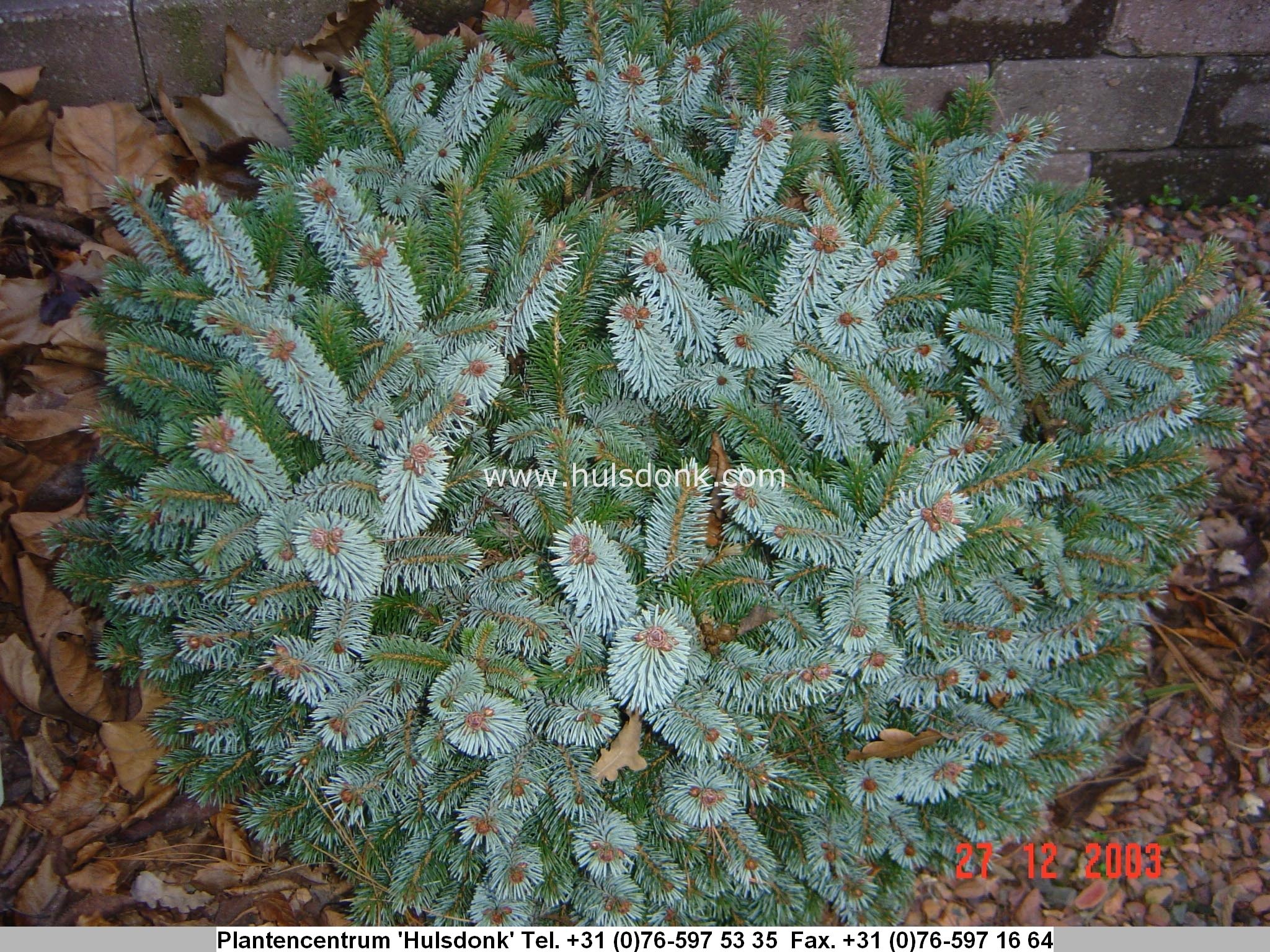 Picea sitchensis 'Silberzwerg'