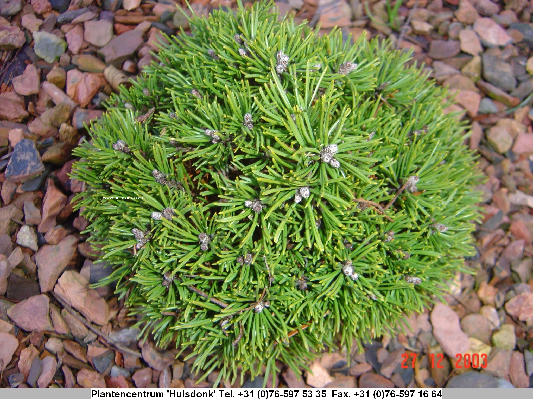 Pinus mugo 'Jezek'