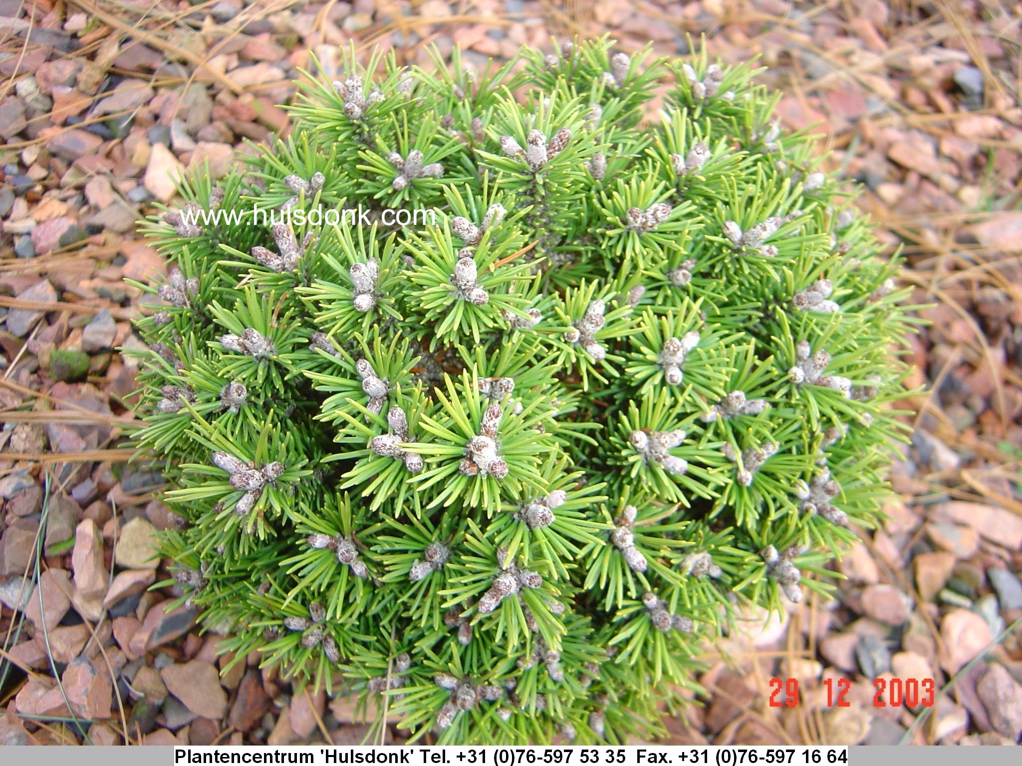 Pinus mugo 'Kostelnicek'
