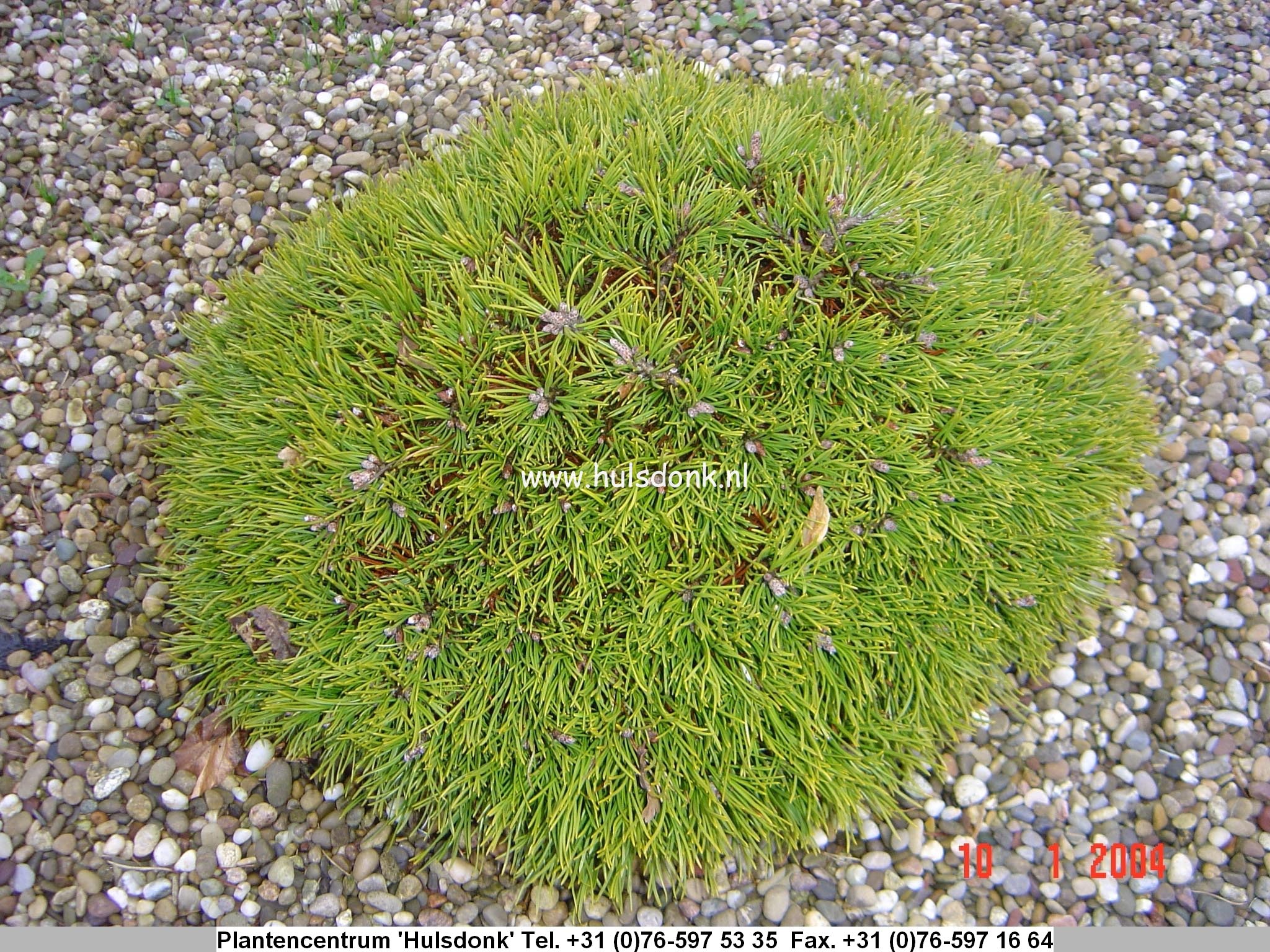 Pinus uncinata 'Grüne Welle'