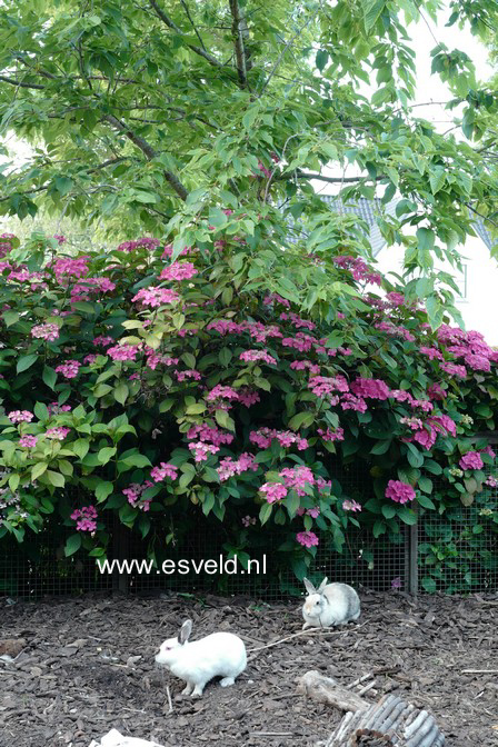 Hydrangea macrophylla