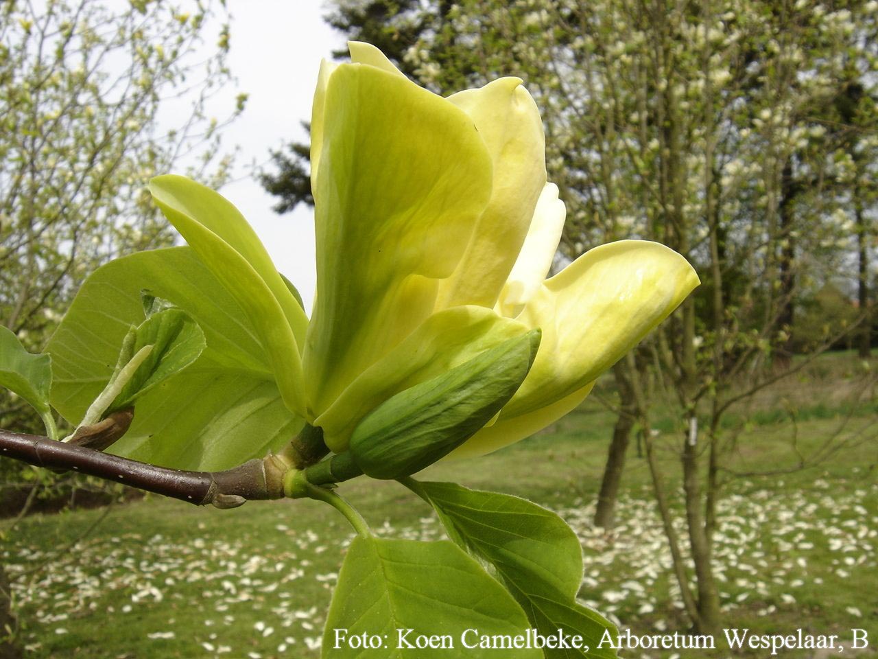 Magnolia 'Anilou' (98114)