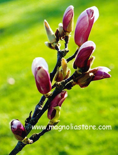 Magnolia 'Chang Hua' (CHAMELEON) (98125)