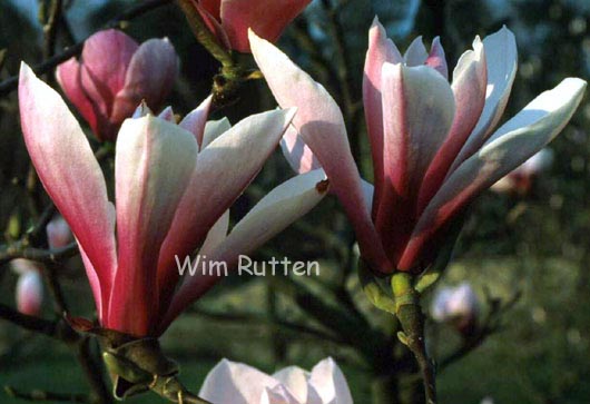 Magnolia 'Pickard's Schmetterling' (98131)