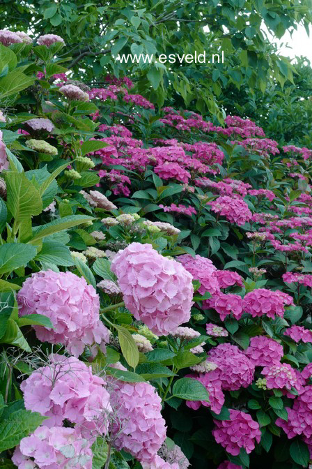 Hydrangea macrophylla