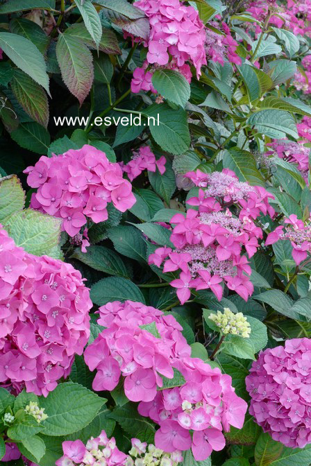 Hydrangea macrophylla