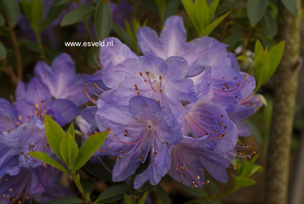 Rhododendron 'Hydon Rodney'