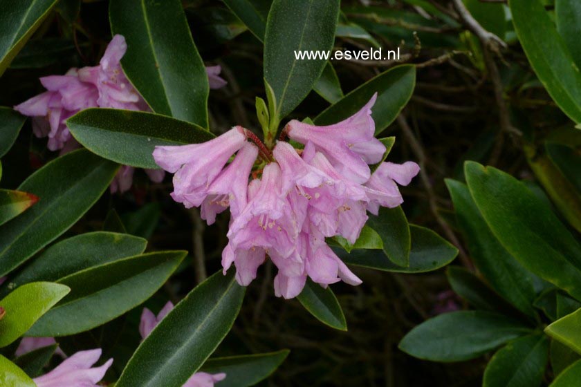 Rhododendron 'Laetevirens'