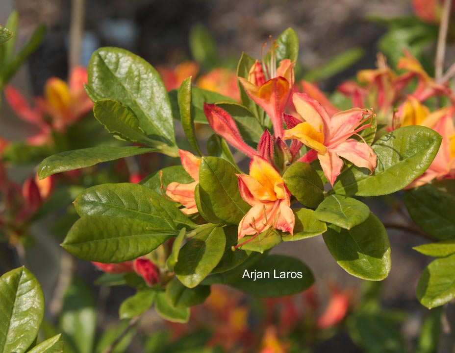 Rhododendron 'Versicolor'