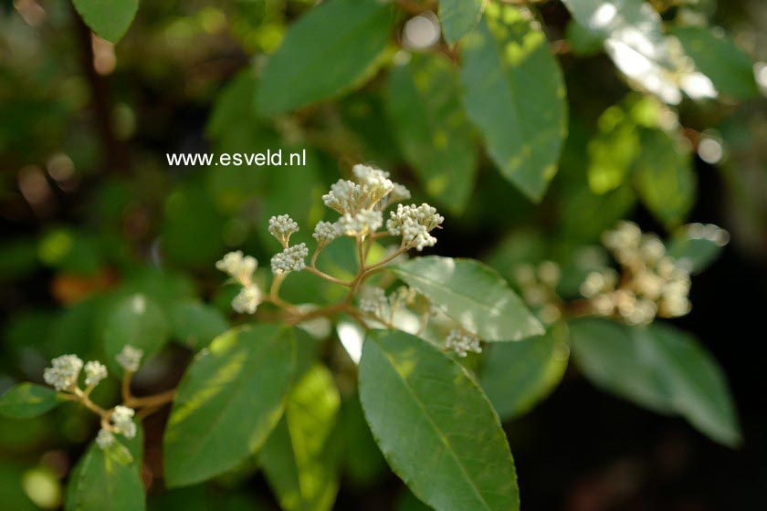 Plantentuin Esveld