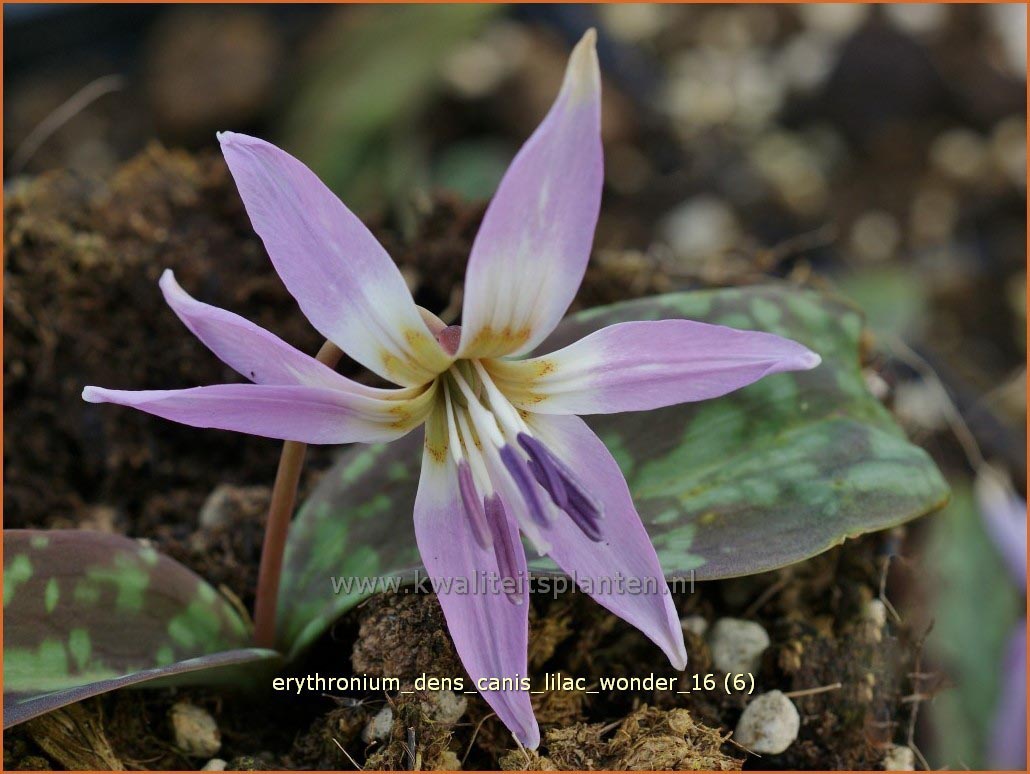 Plantentuin Esveld