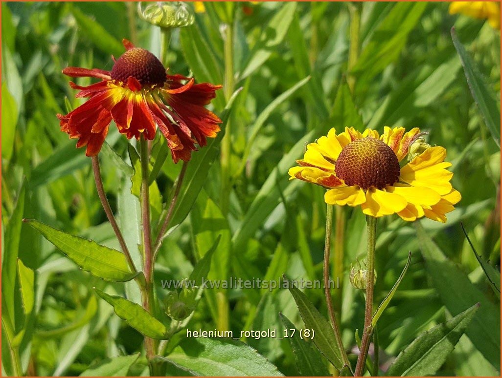 Plantentuin Esveld