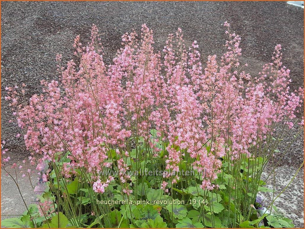 Plantentuin Esveld