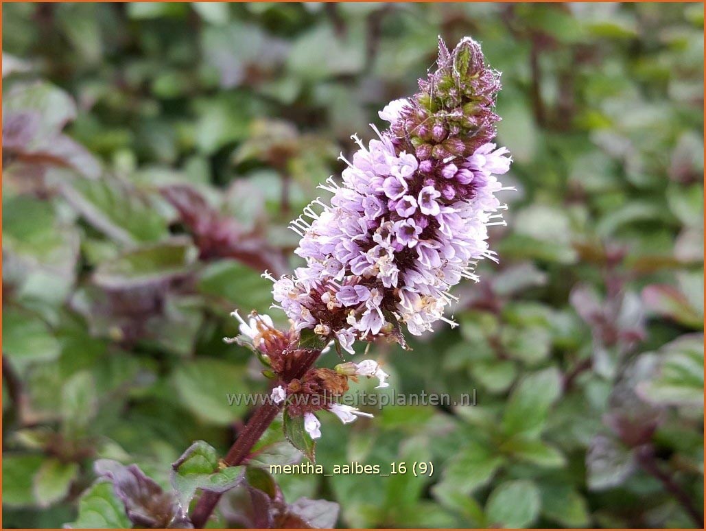 Plantentuin Esveld