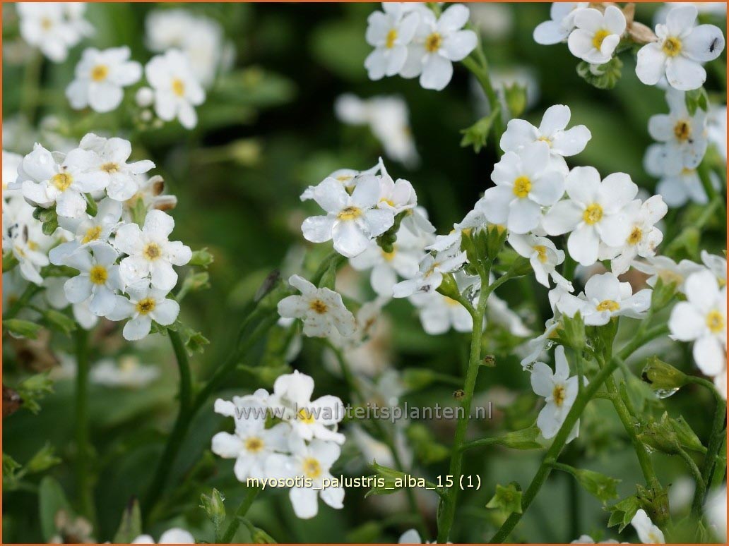 Plantentuin Esveld