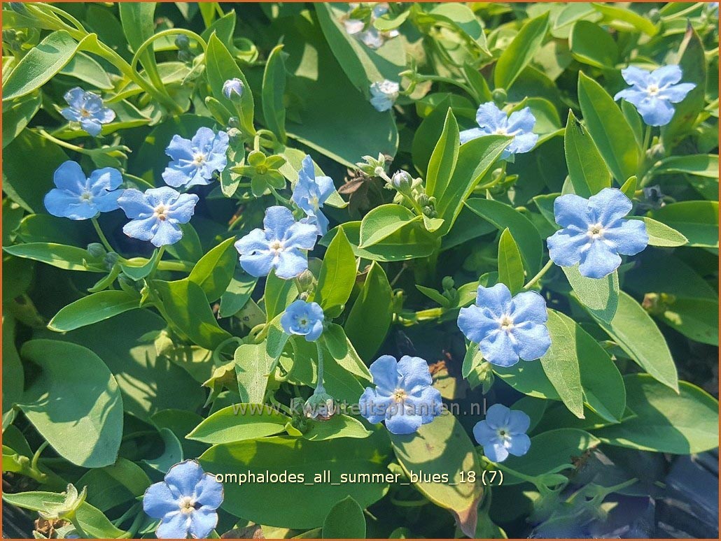 Plantentuin Esveld