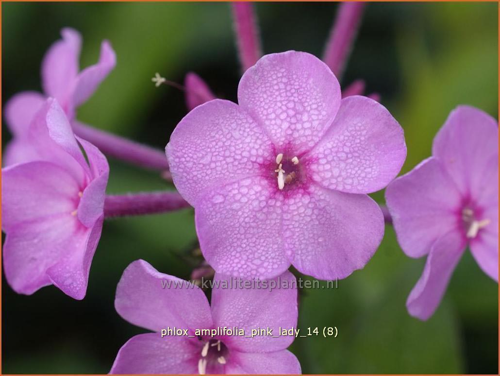 Plantentuin Esveld