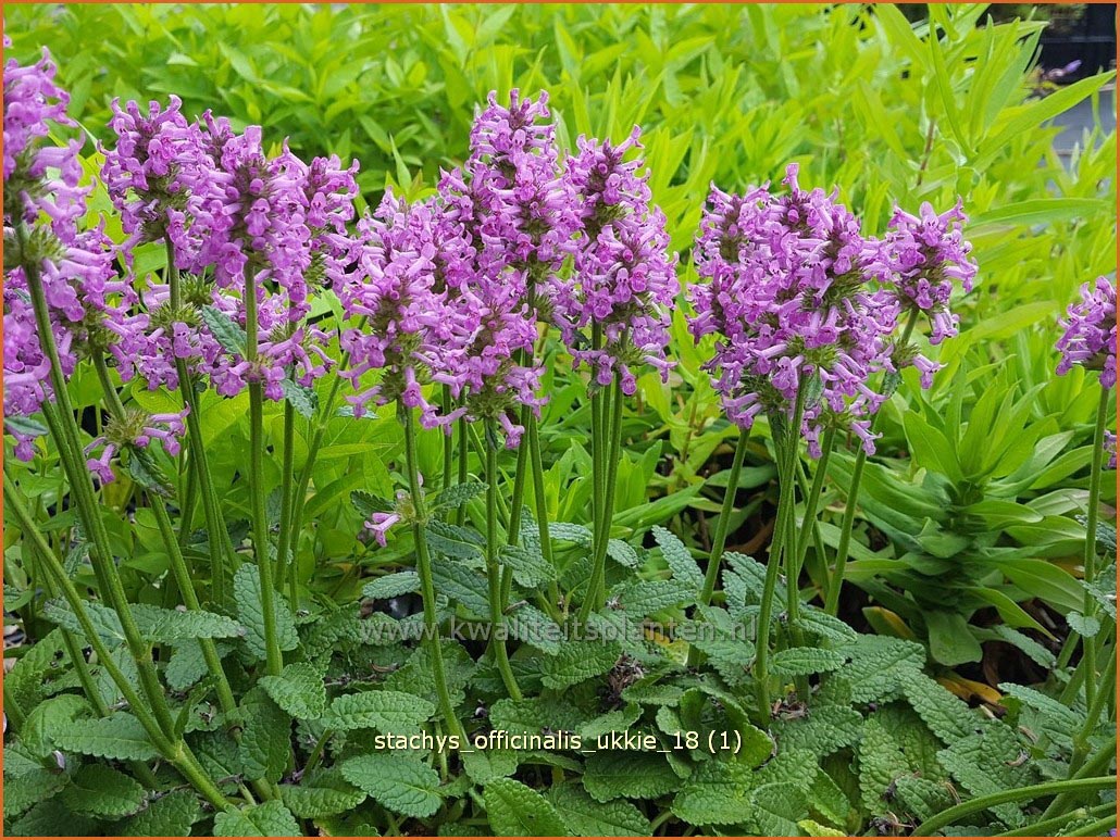 Plantentuin Esveld
