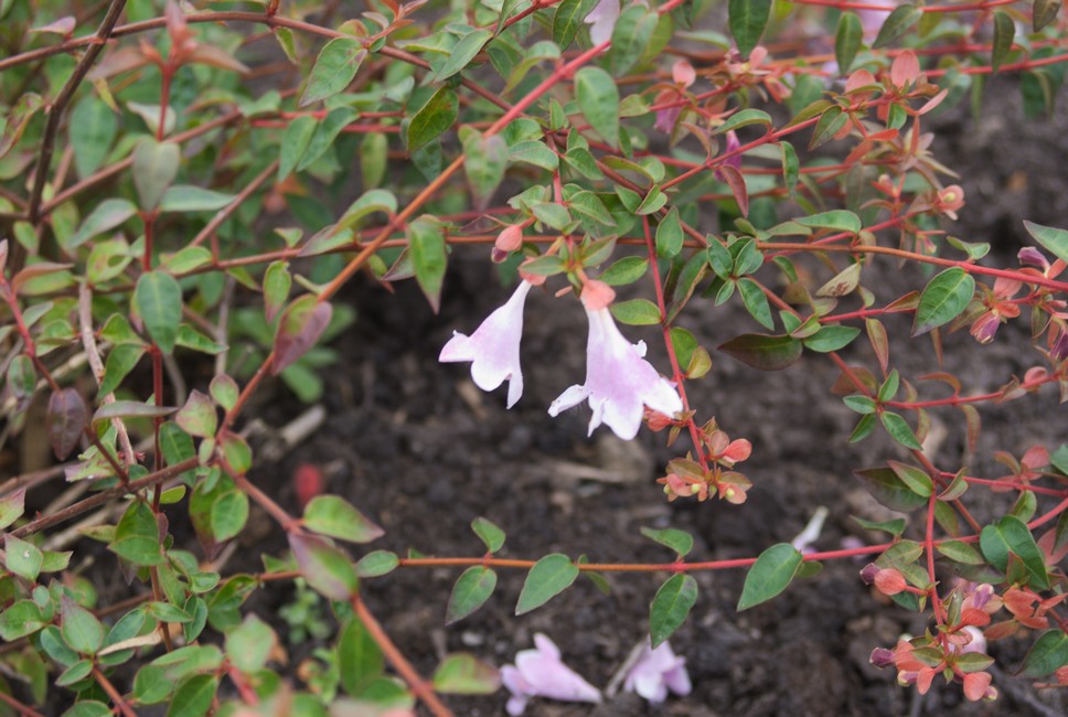 Abelia 'Lynn' (PINKY BELLS)