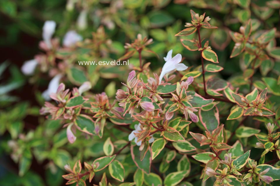 Abelia grandiflora 'Abelops' (SUNSHINE DAYDREAM)