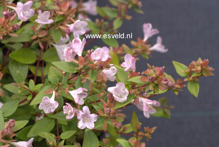 Abelia grandiflora 'Minedward' (PETITE GARDEN)