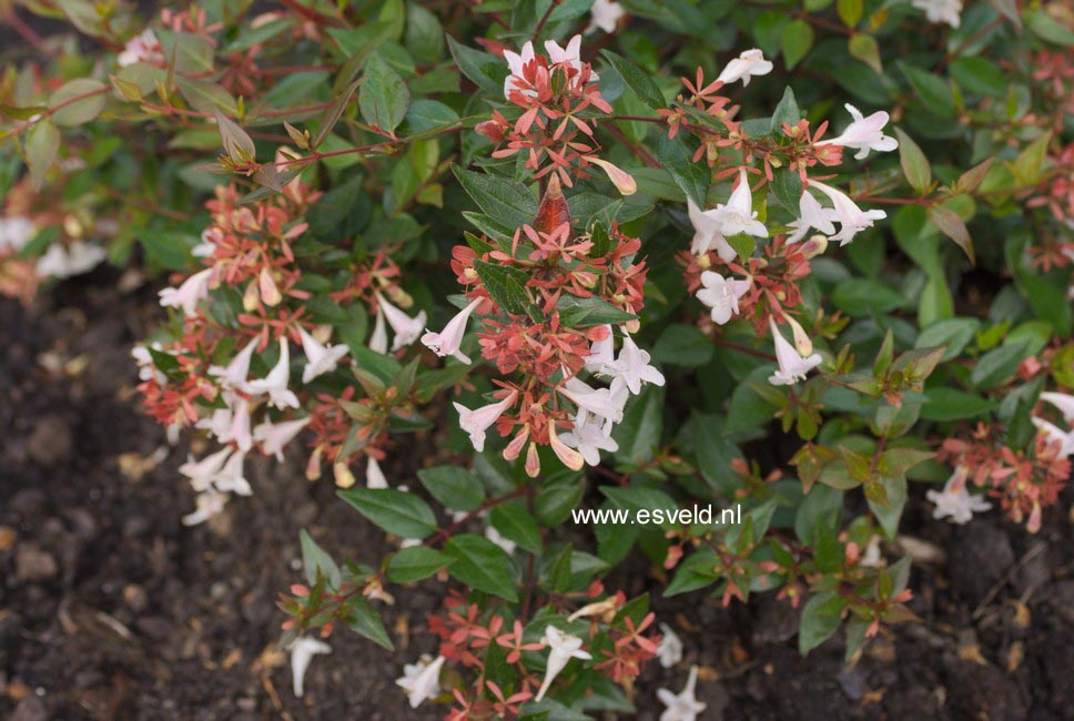 Abelia grandiflora 'Nanna'