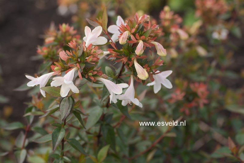 Abelia grandiflora 'Sherwood'