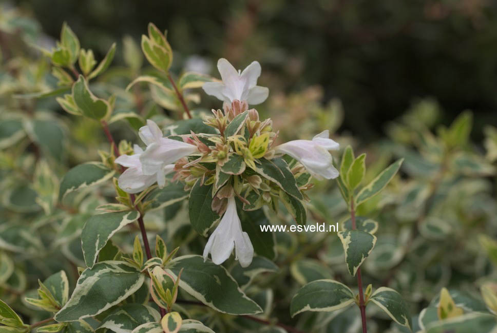 Abelia grandiflora 'Sparkling Silver'