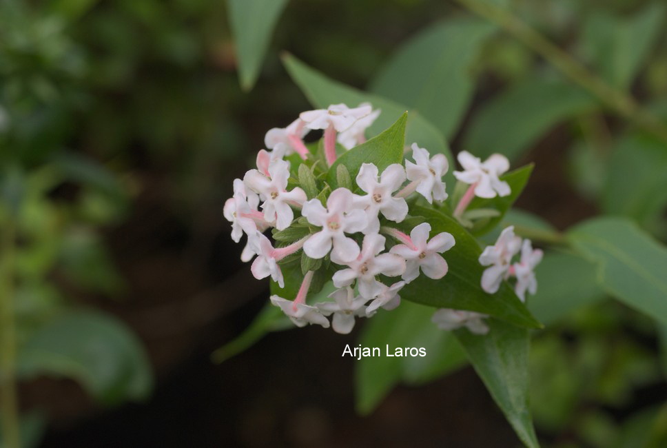 Abelia mosanensis 'Monia' (BRIDAL BOUQUET)