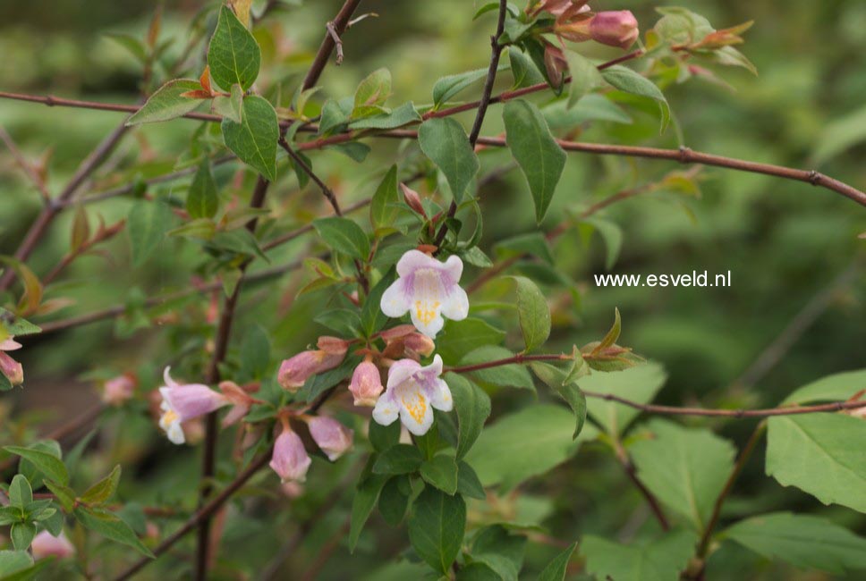 Abelia parviflora