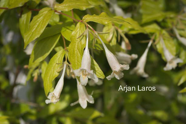 Abelia tetrasepala