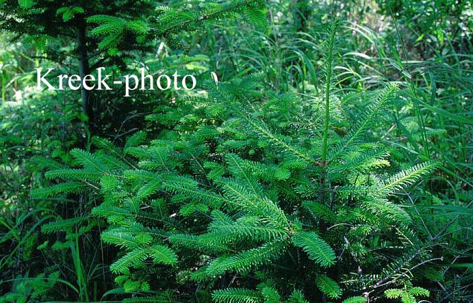 Abies balsamea